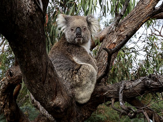 Pressebild Australien Koala